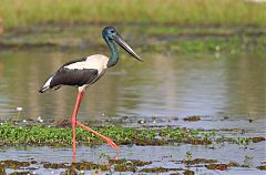 Black-necked Stork